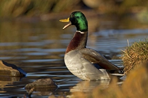 Mallard Duck (Anas platyrhynchos) adult male, calling, standing in water at edge of lake, Duns Castle, Duns