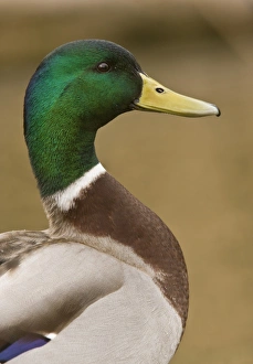 Mallard Duck (Anas platyrhynchos) adult male, close-up of head and neck, Norfolk, England, march