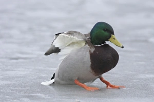 Mallard Duck (Anas platyrhynchos) adult male, skidding on ice after landing, West Yorkshire, England, February