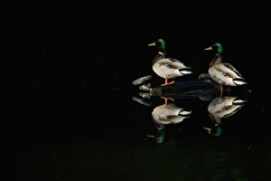 Mallard Duck (Anas platyrhynchos) two adult males, standing on pram dumped in lake, Nottinghamshire, England, may