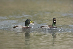 Mallard Duck (Anas platyrhynchos) two adult males, calling on water, Sussex, England