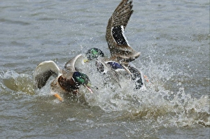 Mallard Duck (Anas platyrhynchos) two adult males, fighting in water, Slimbridge, Gloucestershire, England, may