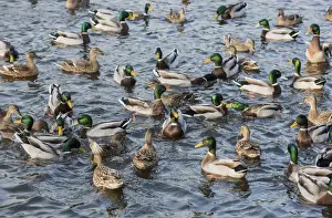 Flock Prints: Mallard Duck (Anas platyrhynchos) adult males and females