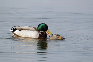 Worcestershire Prints: Mallard Duck (Anas platyrhynchos) adult pair