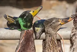 Mallard Duck (Anas platyrhynchos) dead adult males and female, hanging after being shot during shoot, Lancashire