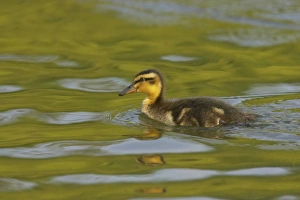 Mallard Prints: Mallard Duck (Anas platyrhynchos) duckling, swimming, Hertfordshire, England