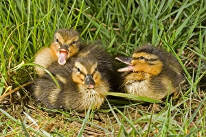 Mallard Prints: Mallard Duck (Anas platyrhynchos) three ducklings, calling, Suffolk, England, may