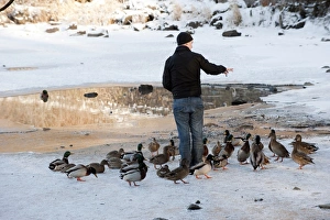 Climate Prints: Mallard Duck (Anas platyrhynchos) flock