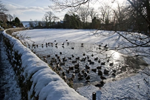 Mallard Duck (Anas platyrhynchos) flock, swimming on open water of frozen mill pond, Chipping, Lancashire, England, december