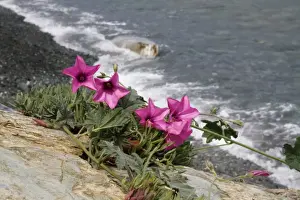 Rocks Prints: Mallow-leaved Bindweed (Convolvulus althaeoides) flowering