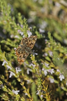 Nectar Prints: Mallow Skipper (Carcharodus alceae) adult, feeding on flowers, Bulgaria, september