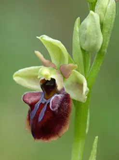 Peloponnese Prints: Mammosa's Early Spider Orchid (Ophrys mammosa) close-up of flower