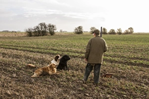 Golden Prints: Man with 12 bore shotgun and working gun dogs