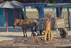 Mule Prints: Man collecting seaweed from beach for fertilizer