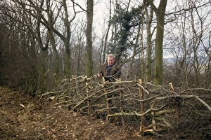 Laying Prints: Man hedge laying, England, december