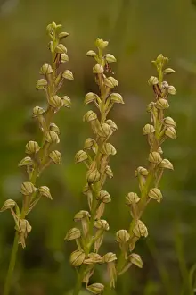 Man Orchid (Orchis anthropophora) close-up of flowerspikes, Southern Italy, april