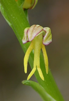 Yellow Prints: Man Orchid Orchis anthropophora yellow form, close-up of flower, Corsica, France, April