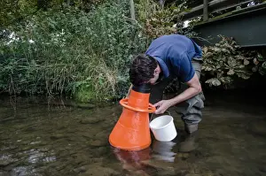 Conserves Prints: Man searching for Atlantic Stream Crayfish (Austropotamobius pallipes) under licence