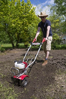 Cultivate Prints: Man using rotavator in garden, Chipping, Lancashire, England, June
