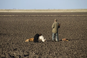 Golden Prints: Man with12 bore shotgun and working gun dogs