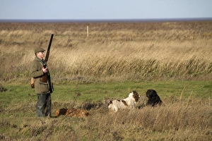 Man with12 bore shotgun and working gun dogs, at pheasant shoot The Wash North Norfolk, England, winter