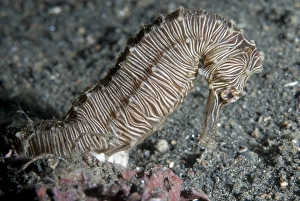 Muck Prints: Manado Seahorse (Hippocampus manadensis) adult