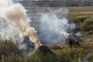 Burning Prints: Managing the reedbeds at RSPB Minsmere by cutting and burning reed