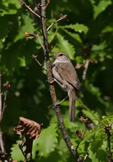 Old World Prints: Manchurian Bush-warbler (Cettia canturians) adult male