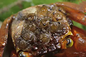 Mandarin Crab (Geosesarma notophorum) adult female, with young on carapace, Pulau Lingga (Lingga Islands), Riau Islands Province, Sumatra, Indonesia