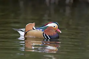Mandarin Duck (Aix galericulata) introduced species, adult male, swimming, Pensthorpe Nature Reserve, Norfolk, England