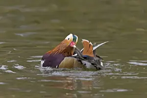 Mandarin Duck (Aix galericulata) introduced species, adult male, preening on water, Pensthorpe Nature Reserve, Norfolk