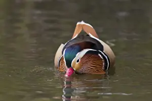 Mandarin Duck (Aix galericulata) introduced species, adult male, swimming, feeding by dabbling