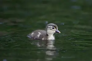 Chicks Prints: Mandarin Duck (Aix galericulata) introduced species