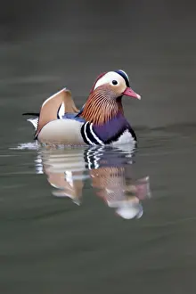 Mandarin Duck (Aix galericulata) introduced species, adult male, swimming, Warwickshire, England, March