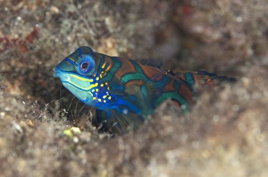 Sheltering Prints: Mandarinfish (Synchiropus splendidus) adult