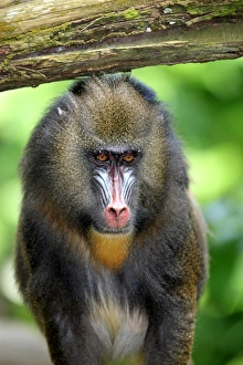 Monkeys Prints: Mandrill (Mandrillus sphinx) adult female, close-up of head (captive)