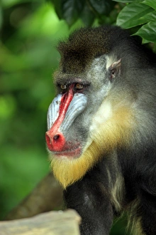 Monkeys Prints: Mandrill (Mandrillus sphinx) adult male, close-up of head (captive)
