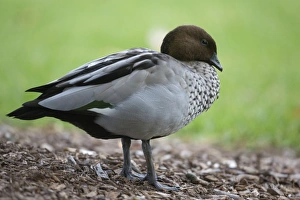 Maned Duck (Chenonetta jubata) adult male, standing, Sydney, New South Wales, Australia, February