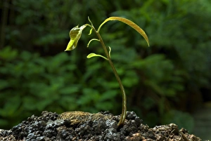 S Eed Prints: Mango (Mangifera indica) germinating seed with sapling, Trivandrum, Kerala, India