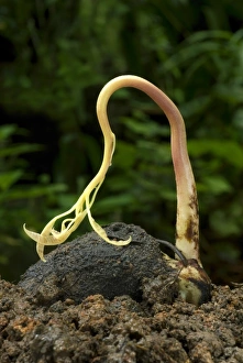 S Eed Prints: Mango (Mangifera indica) germinating seed with shoot, Trivandrum, Kerala, India