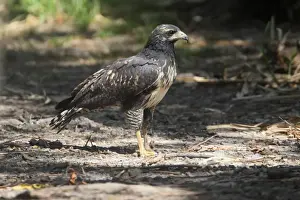 Hawk Prints: Mangrove Black Hawk (Buteogallus anthracinus subtilis) juvenile
