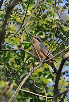 Mangrove Cuckoo (Coccyzus minor) adult, perched on branch, Botanical Gardens, Santo Domingo, Dominican Republic