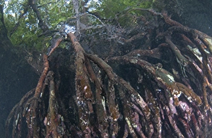 Roots Prints: Mangrove (Rhizophora sp. ) submerged roots