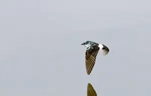 Guatemalan Prints: Mangrove Swallow (Tachycineta albilinea albilinea) adult