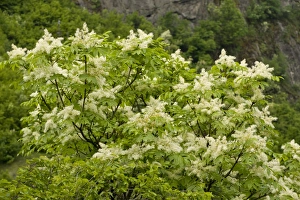Southeastern Europe Prints: Manna Ash (Fraxinus ornus) flowering, Bulgaria, may