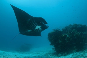 West Papua Prints: Manta Ray (Manta birostris) adult