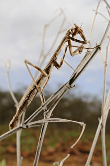 Groom Prints: Mantis (Teddia dioscoris) adult, cleaning eyes, Socotra, Yemen, january