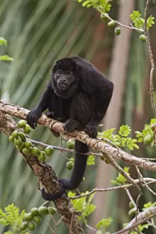 Mantled Howler Monkey (Alouatta palliata) adult male, sitting on branch in fruiting tree, Costa Rica, April
