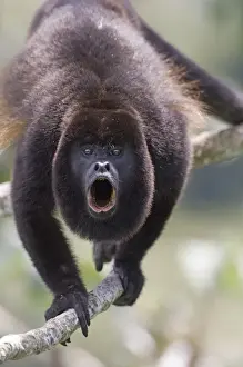 Mouth Prints: Mantled Howler Monkey (Alouatta palliata) adult male