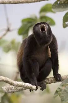 Mantled Howler Monkey (Alouatta palliata) adult male, howling, sitting on branch in rainforest, Soberiana N. P. Panama